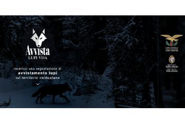 Segnalazione lupi nei centri abitati